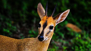 Lilongwe Sanctuary Lodge Kudu
